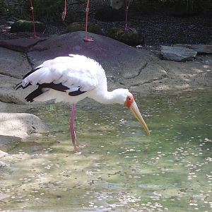 Yellow-billed Stork