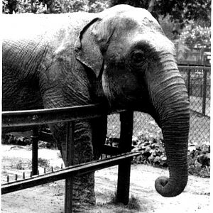 50-year old Asia Elephant and the old Poznan Zoo in Poland, September 1998.