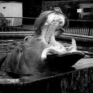 Hippo at Dublin in about March 1998.