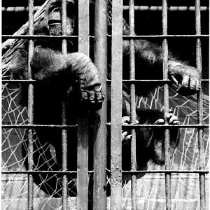 Chimp at Katowice Zoo 1998
