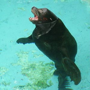 California Sea Lion