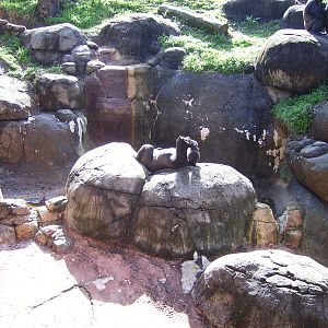 Western Lowland Gorilla sunbathing