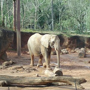 African Elephant