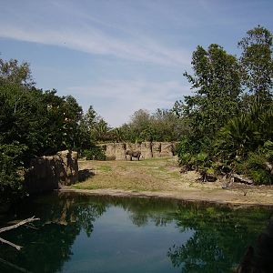 African Elephant bull