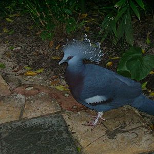 Victoria Crowned Pigeon