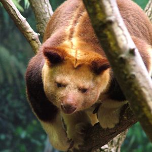 Goodfellow's Tree Kangaroo