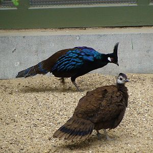 Palawan Peacock Pheasant