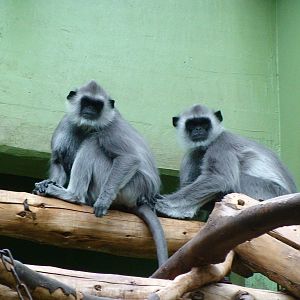 Hanuman langur