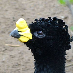 Yellow Knobbed curassow