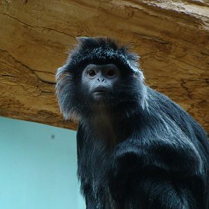 Javan Langur