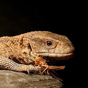 Sauria Jan-2009 (Reptilezoo in Delft)