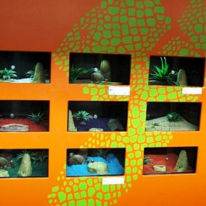 Sauria Jan-2009 (Reptilezoo in Delft)