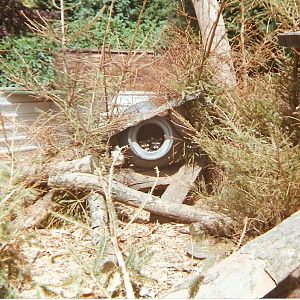 Raccoons at Sleepy Hollow Farm Park, 25 May 1999