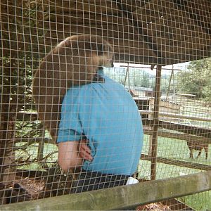 Coati at Sleepy Hollow Farm Park, 25 May 1999