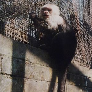 White-fronted Capuchin at Glasgow Zoo, 2002.