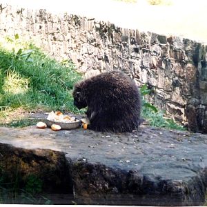 Tree Porcupine at Glasgow Zoo, 2002