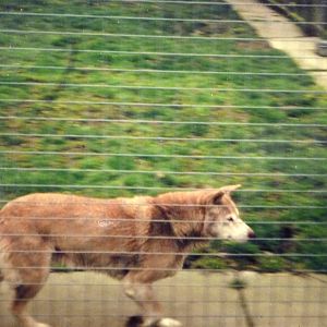 Dingo at Suffolk Wildlife Park, 1992
