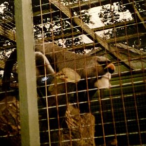 De Brazza Monkey at Marwell
