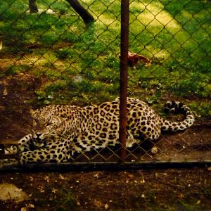 Persian Leopard at Marwell