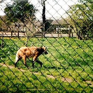 Maned Wolf at Marwell