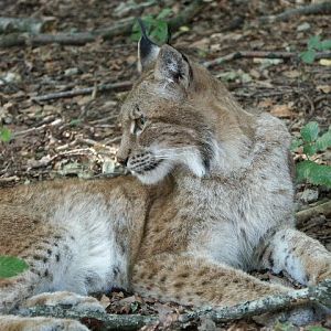 Pictures From Nordens Ark