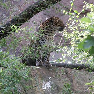 Pictures From Nordens Ark