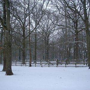 Babirusa enclosure 2/2/09