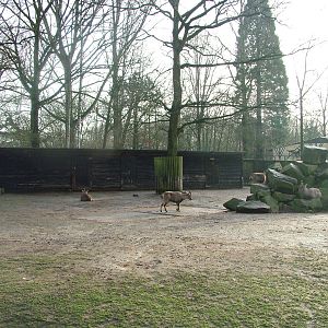 Alpine Ibex enclosure at Planckendael Jan 09