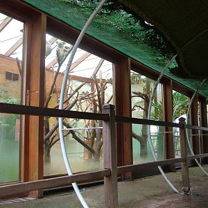 Koala enclosure at Planckendael Jan 09