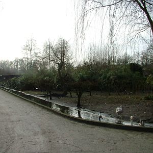 Waterfowl Rearing Area at Planckendael Jan 09