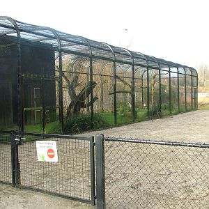 Off-show Secretary Bird aviary at Planckendael Jan 09