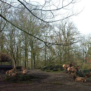 Nelson's Wapiti at Planckendael Jan 09