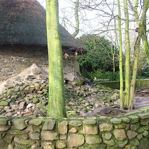 Eurasian Badger enclosure at Planckendael Jan 09