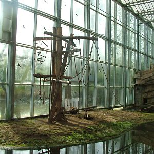 Gibbon indoor island at Planckendael Jan 09