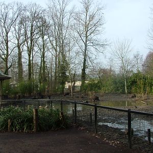Wild Boar enclosure at Planckendael Jan 09