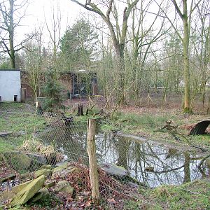 Bush Dog enclosure at Planckendael Jan 09