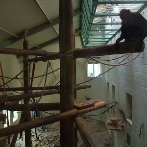 Bonobo indoor exhibit at Planckendael Jan 09