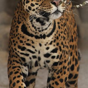 Jaguar at Bad Pyrmont