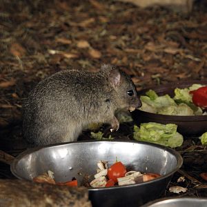 Western woylie at Bad Pyrmont