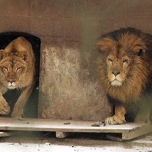 Lions at Bad Pyrmont