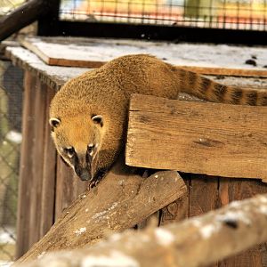 Coatimundi at Bad Pyrmont