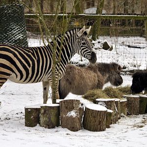 Bohm's zebra at Bad Pyrmont