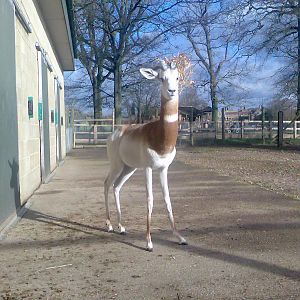 "Dream" Bull Dama Gazelle