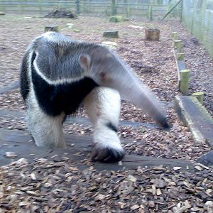 "Ernesto" male Giant Anteater