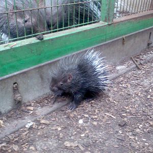 Very young Cape Crested Porcupine