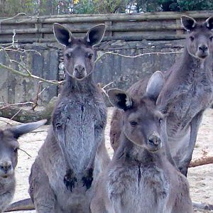 Western Grey Kangaroos