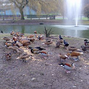 The Black Swan Pond (without the swans!)