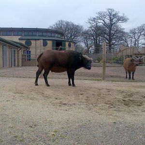 Donald Bull Congo Buffalo