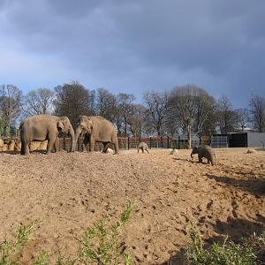 Herd enoying their outdoors