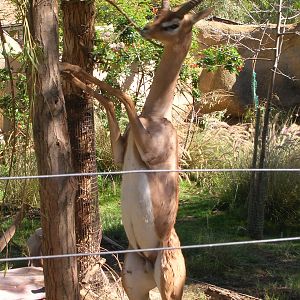 Southern Gerenuk 2-2-09